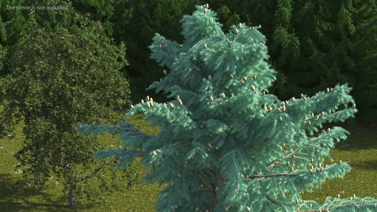 3D Cedrus Libani Blue Tree model
