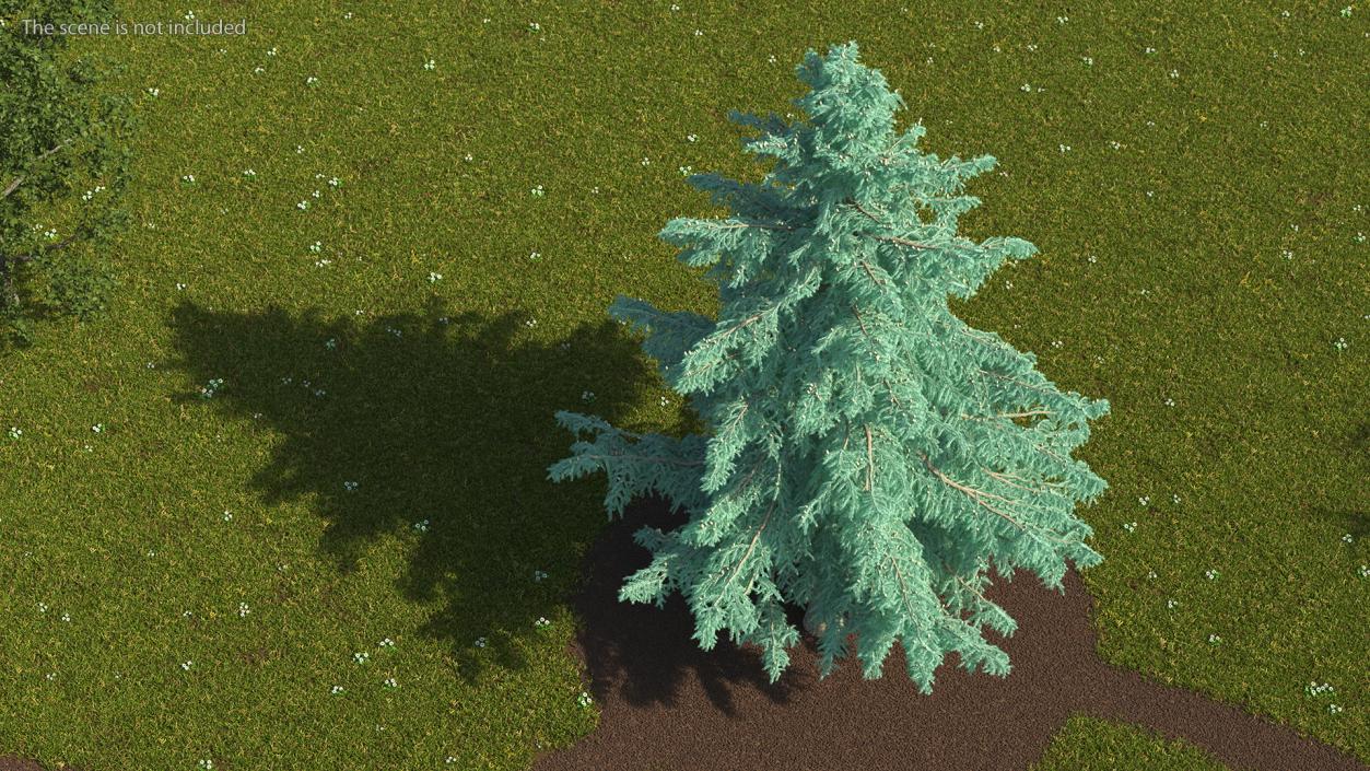 3D Cedrus Libani Blue Tree model