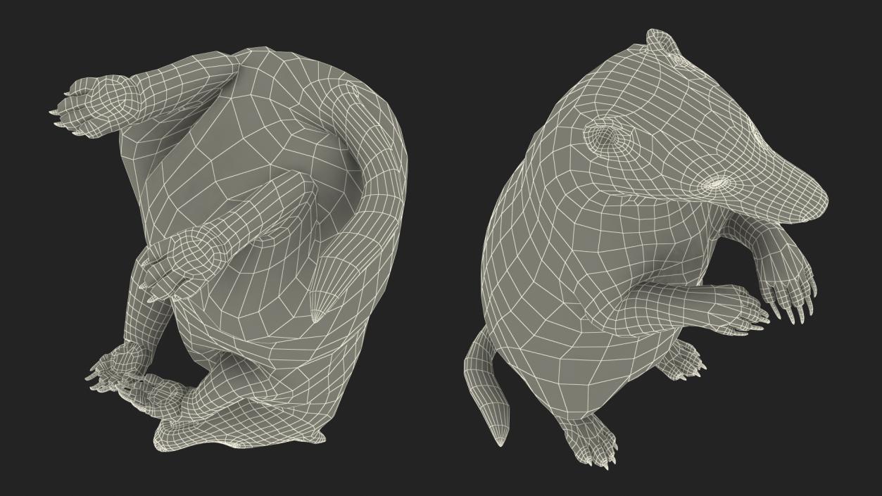 3D Eurasian Badger Meles