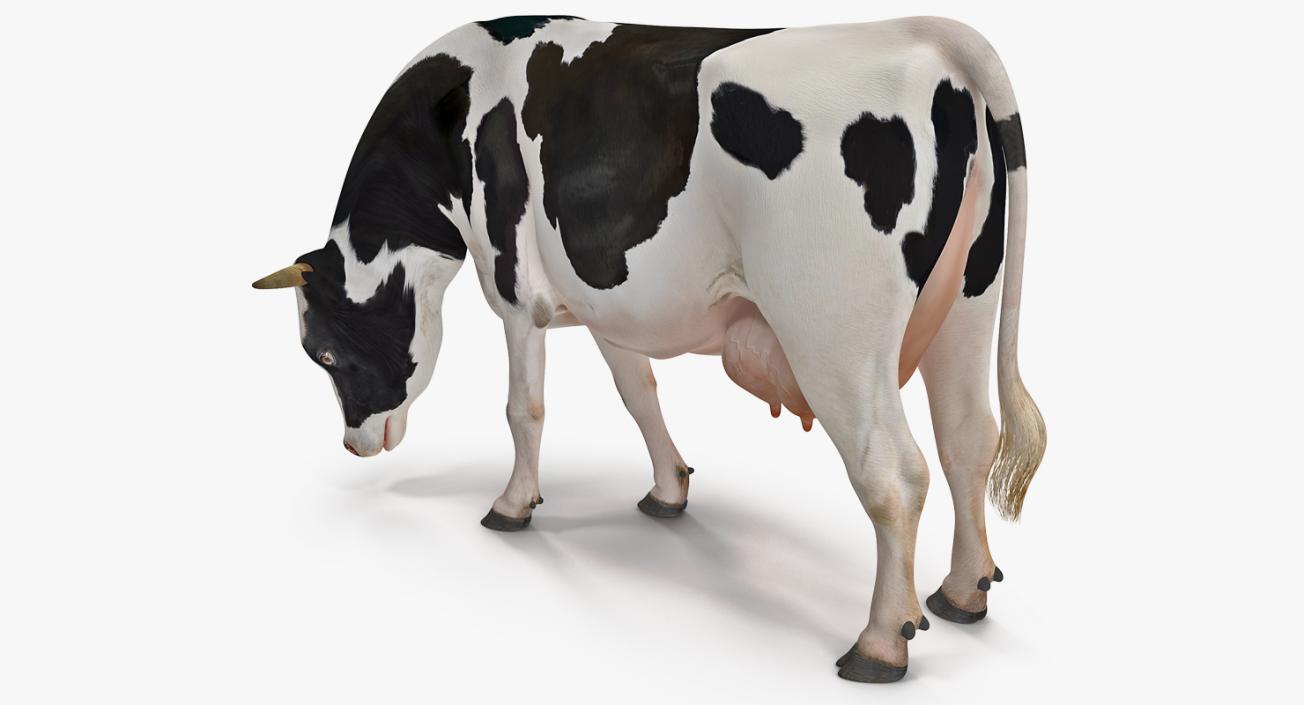 3D Dairy Cow Eating Pose