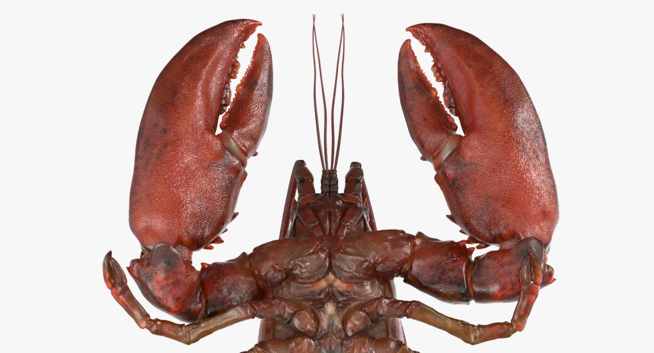 Lobster Pose 2 3D model