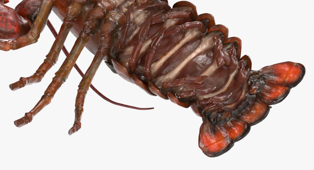 Lobster Pose 2 3D model