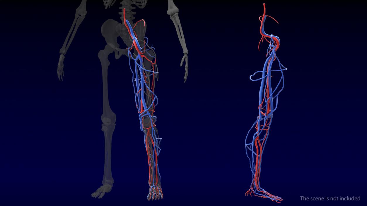 3D Human Leg Cardiovascular System