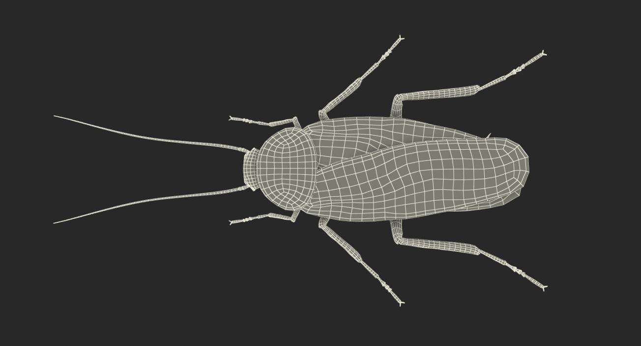 3D Cockroach Rigged