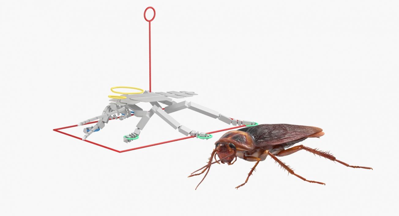 3D Cockroach Rigged