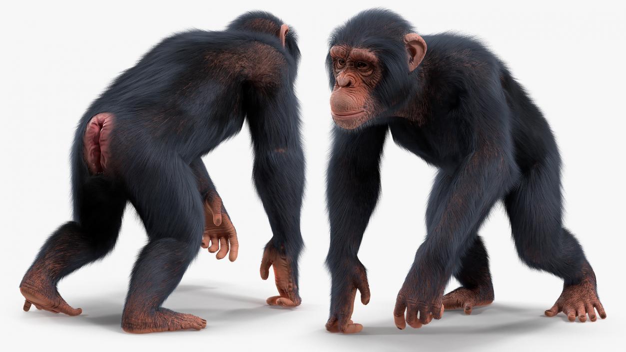 Animated Chimpanzee Running Light Skin Fur Rigged 3D model