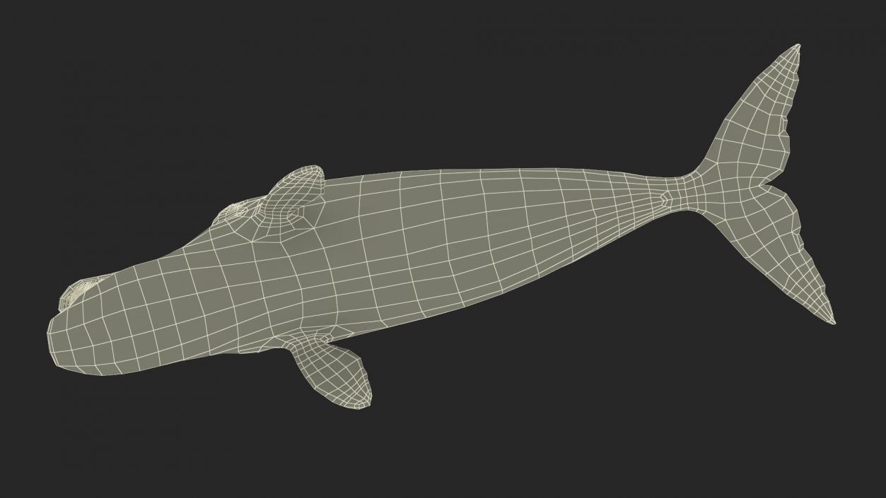 Arctic Bowhead Whale Fur 3D model