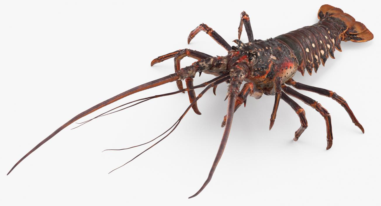 3D Spiny Lobster model