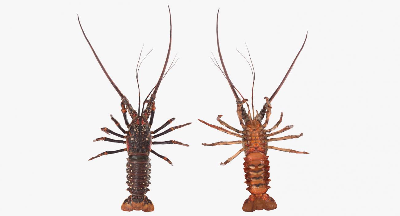 3D Spiny Lobster model