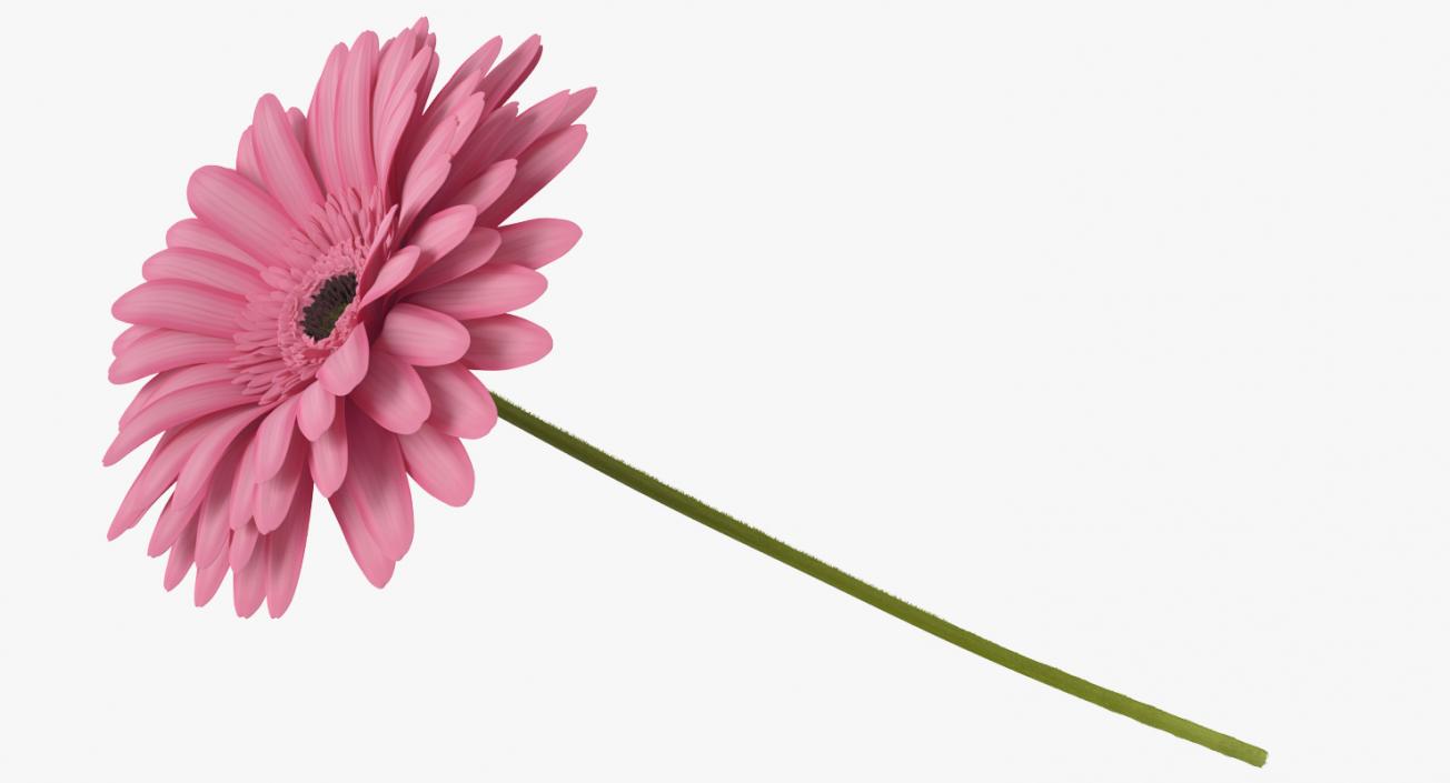 3D Pink Gerber Flower In Vase