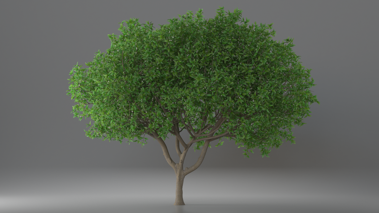 Orange Tree with Flowers 3D model