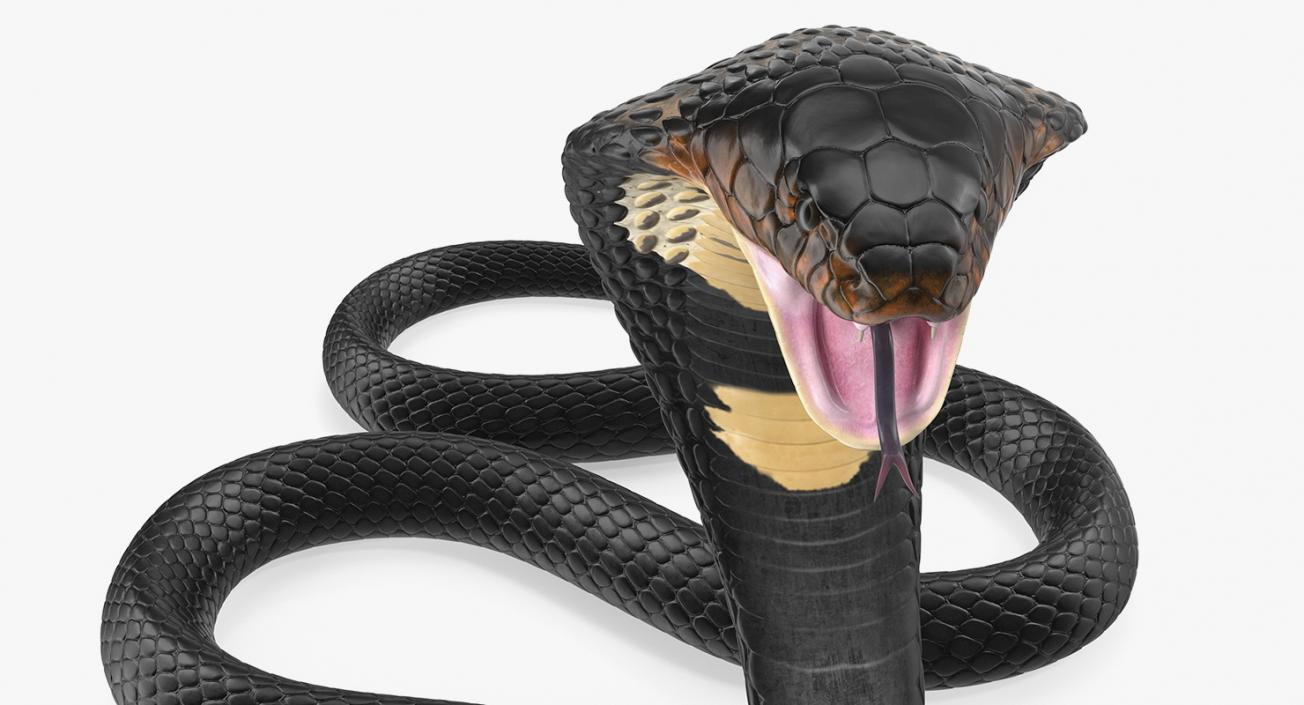3D model Dark Skin Cobra Attacking Pose