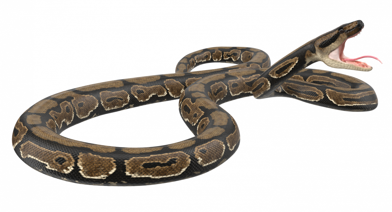 3D model Brown Python Snake Attack Pose