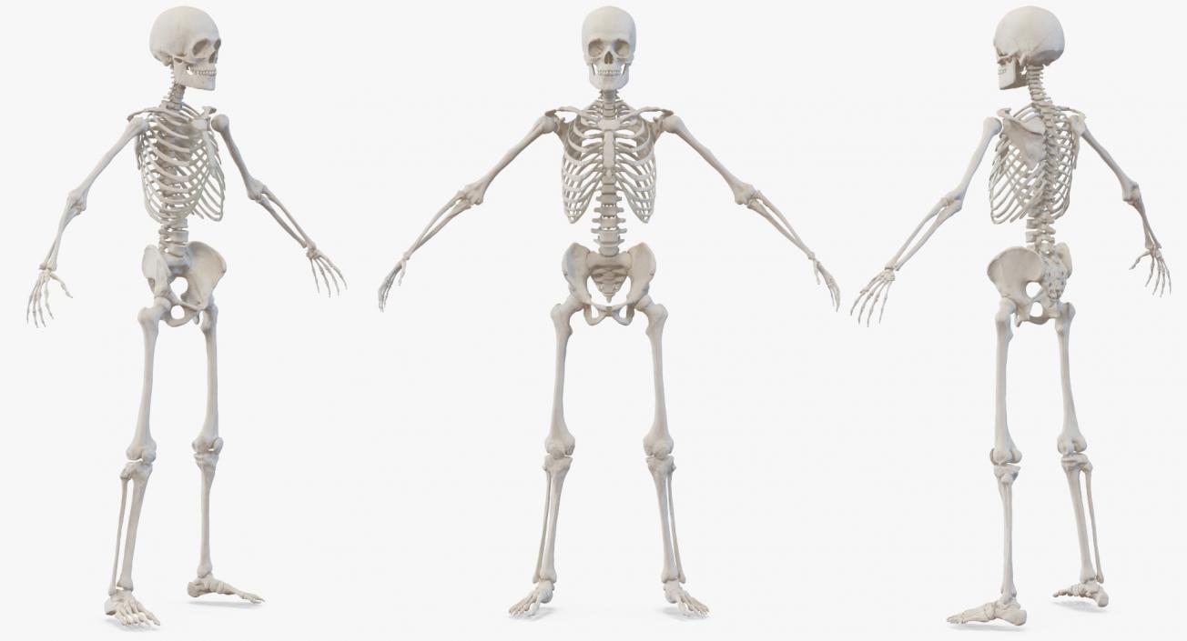 3D Male and Female Bodies with Skeletons Collection model