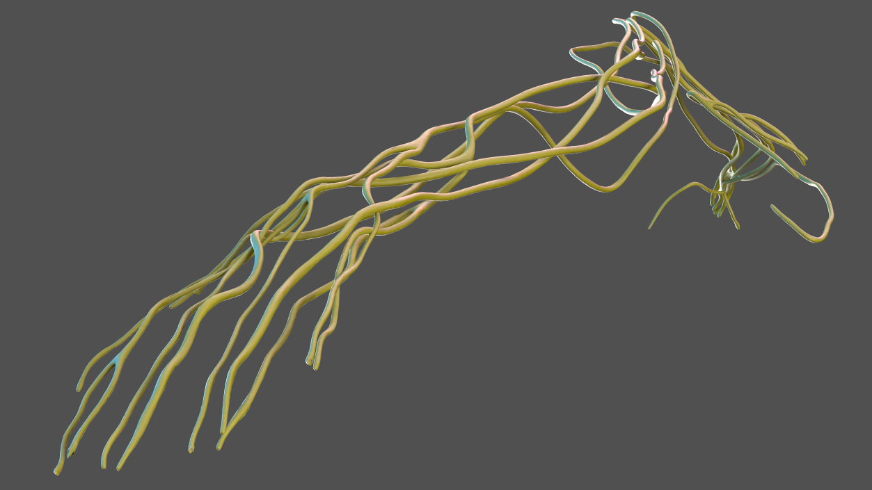 Human Arm Nervous System 3D model
