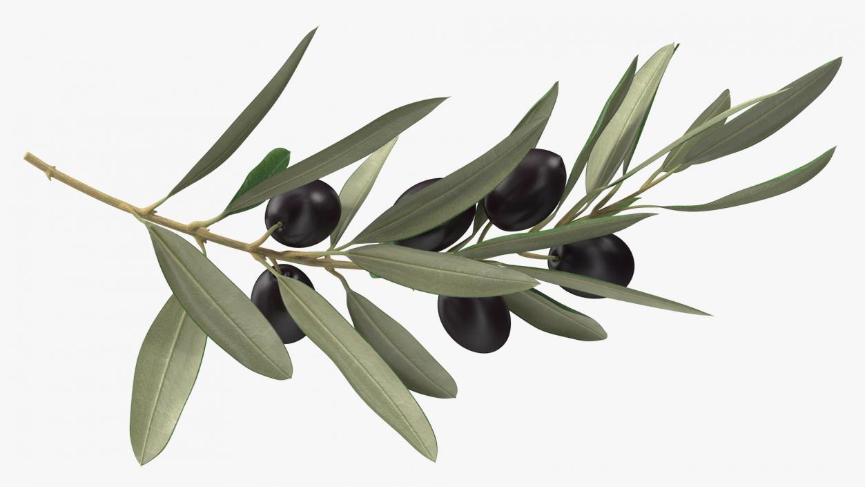 3D model Olive Branch with Black Olives