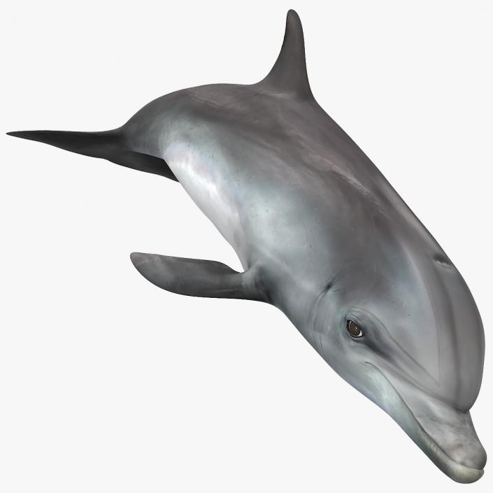 3D model Dolphin Swimming Animated