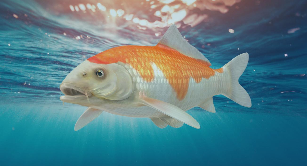 Harivake Koi Fish 3D