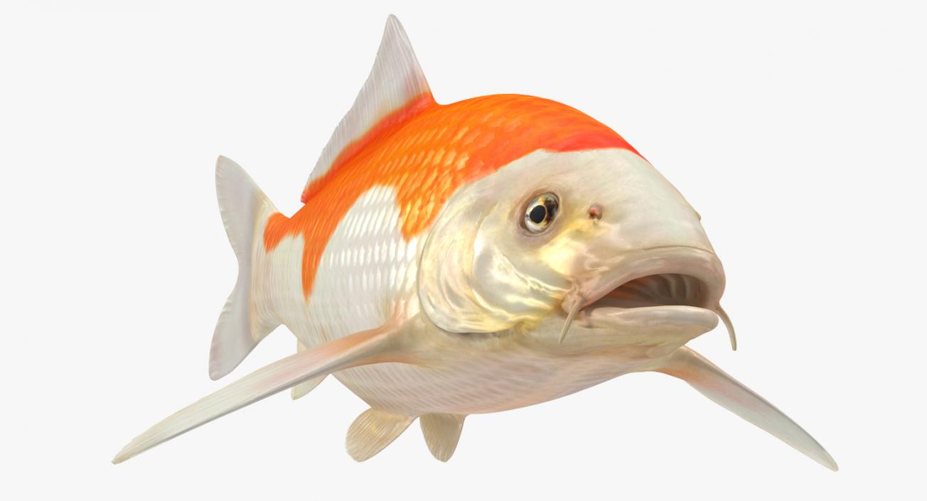Harivake Koi Fish 3D