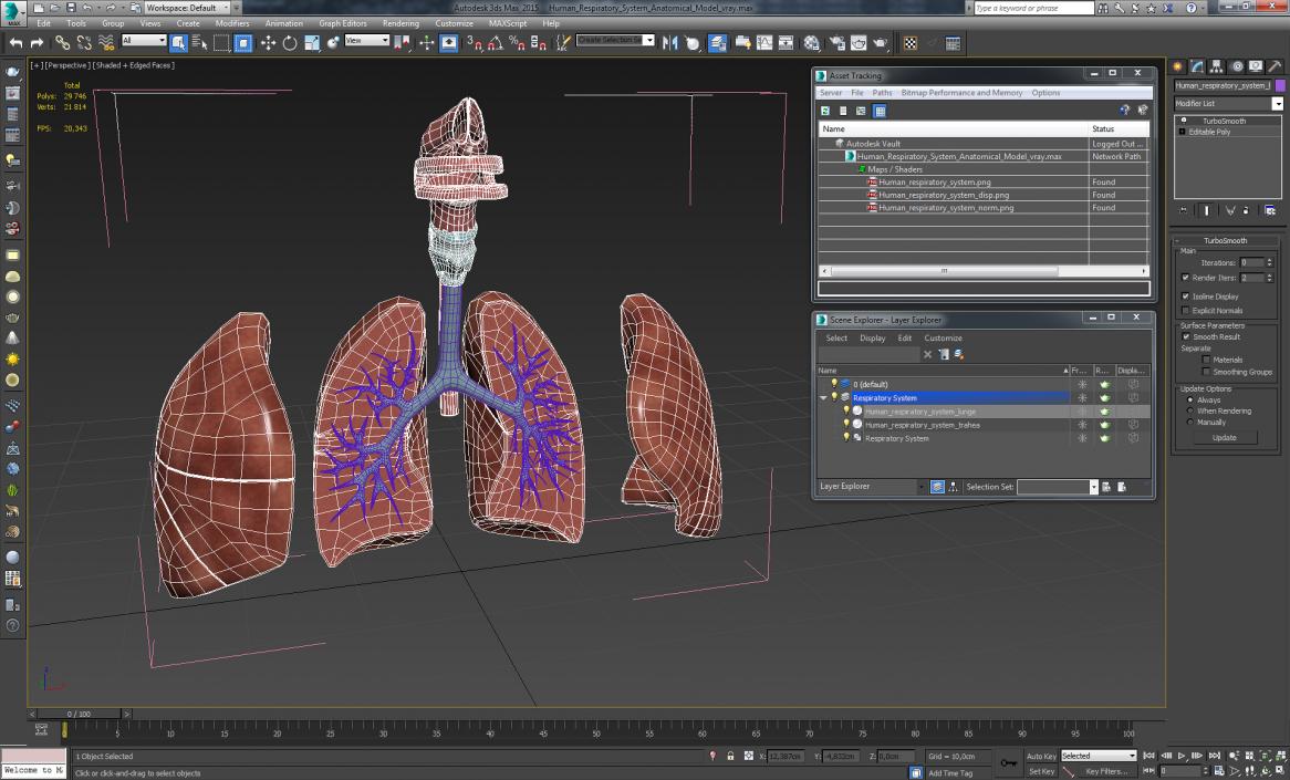 3D Human Respiratory System Anatomical Model