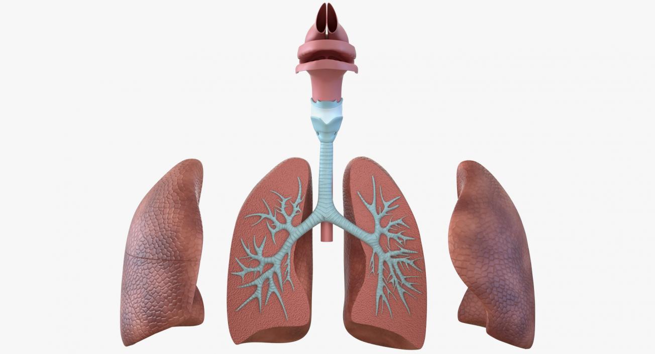3D Human Respiratory System Anatomical Model