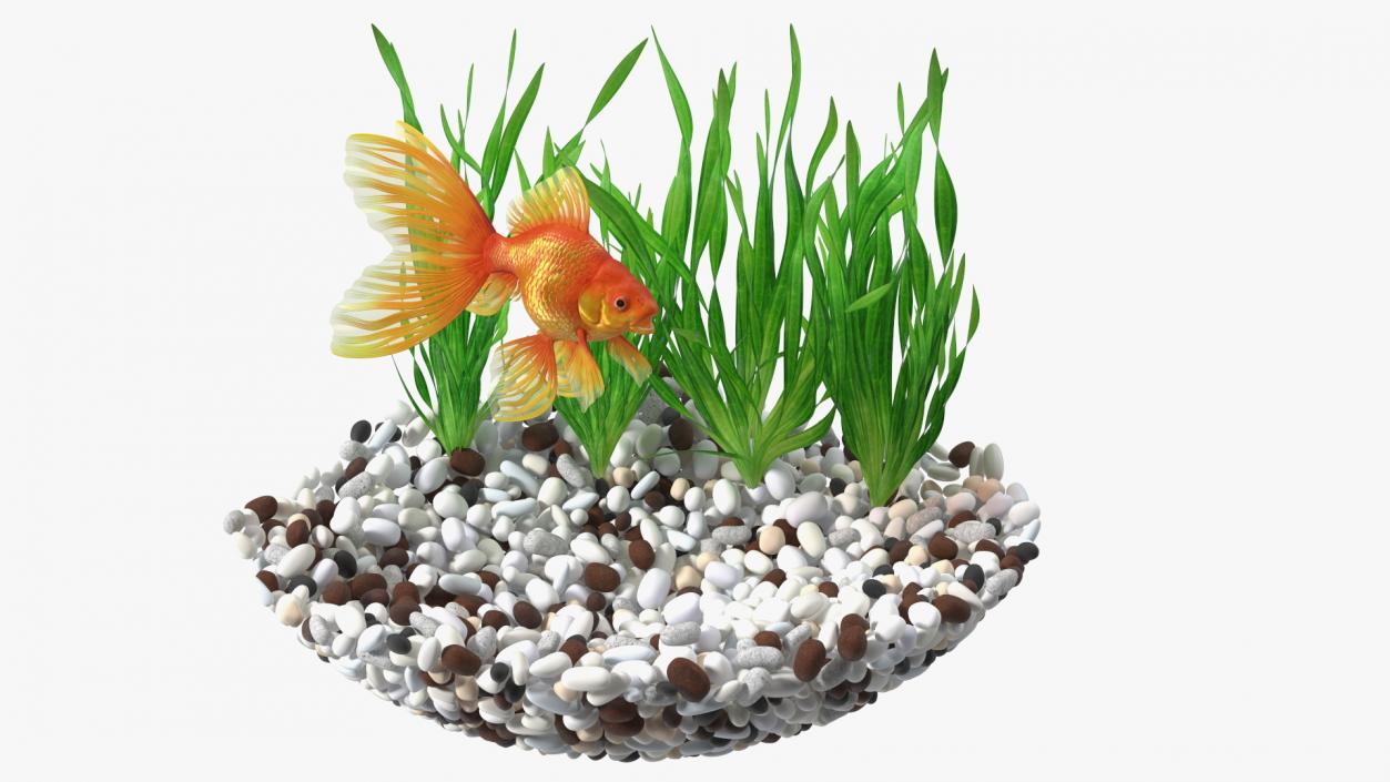 3D Round Aquarium with GoldFish model