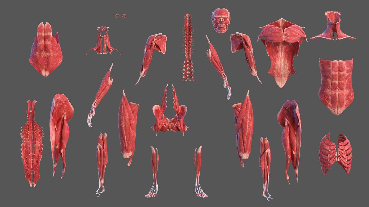 Complete Female Body Anatomy Fur 3D