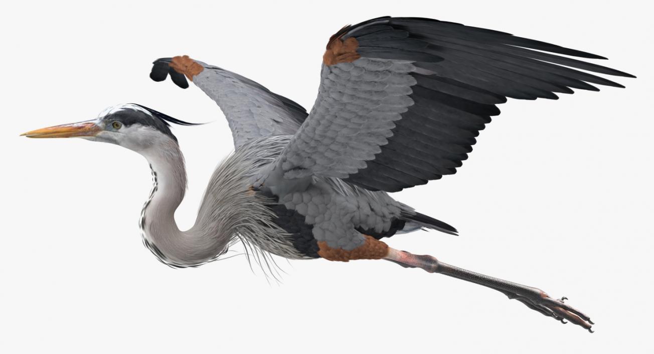 3D Great Blue Heron in Flight