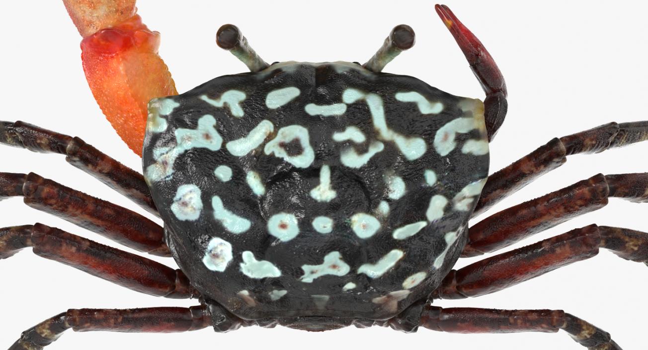 3D Crabs Collection 3 model