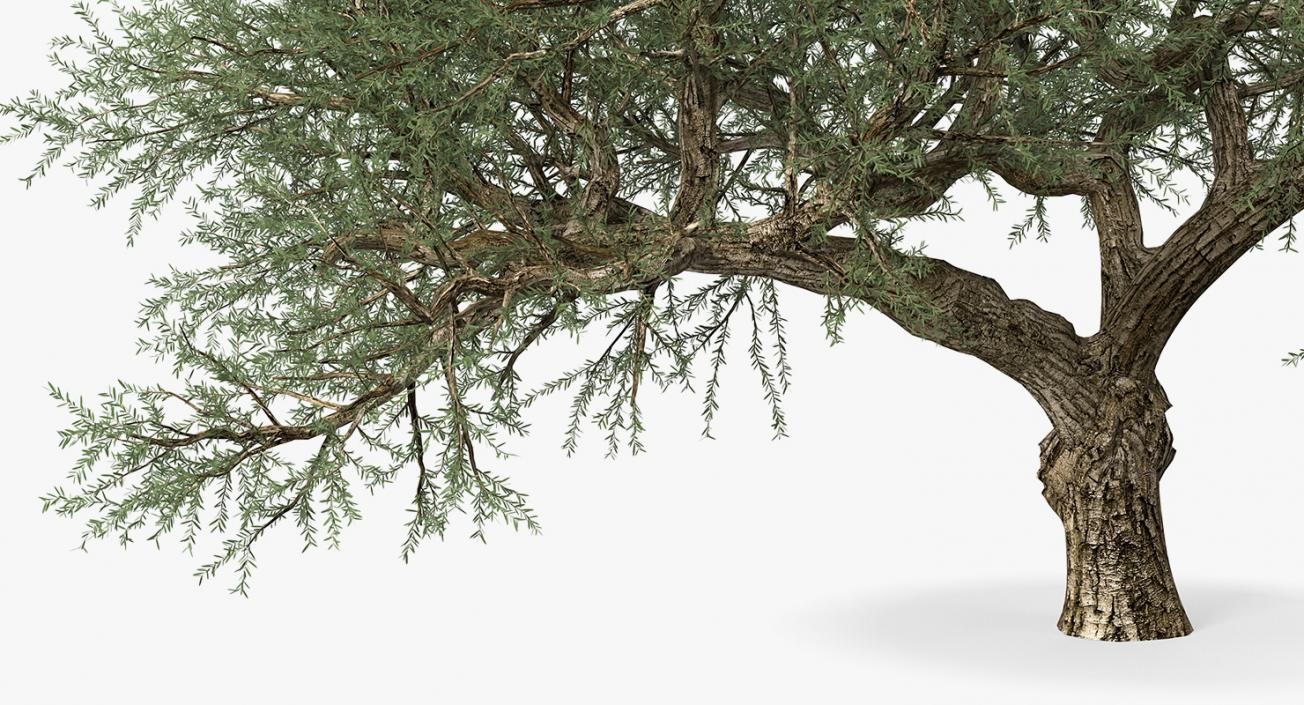 Olea Europaea or Olive Tree 3D