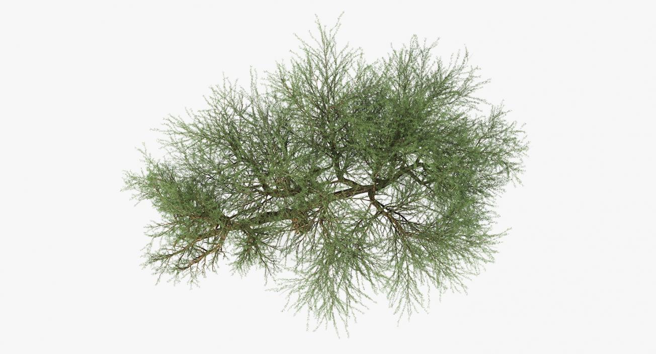 Olea Europaea or Olive Tree 3D