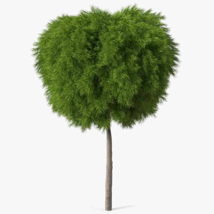 Acacia Cognata Tree 3D model