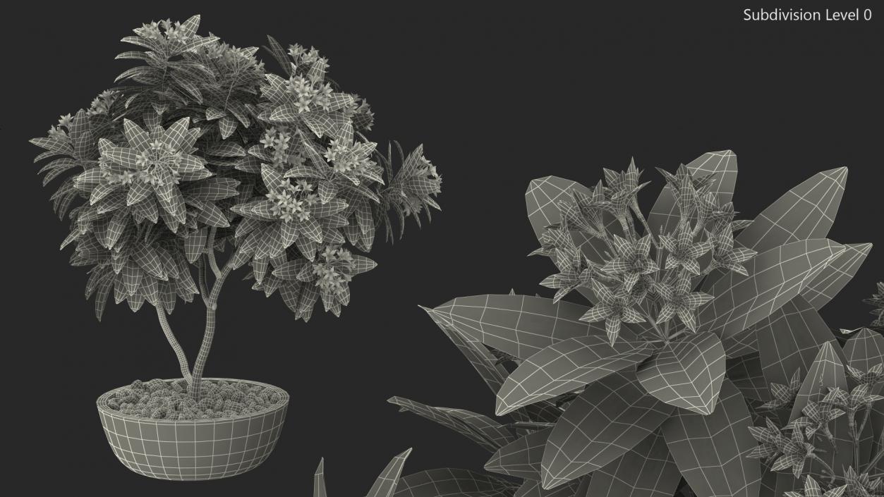 Flower Pot Plumeria Pink 3D model