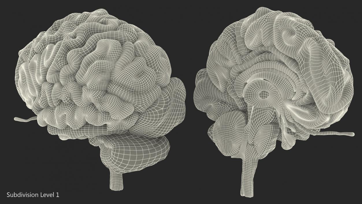 Human Brain Anatomy Section 3D
