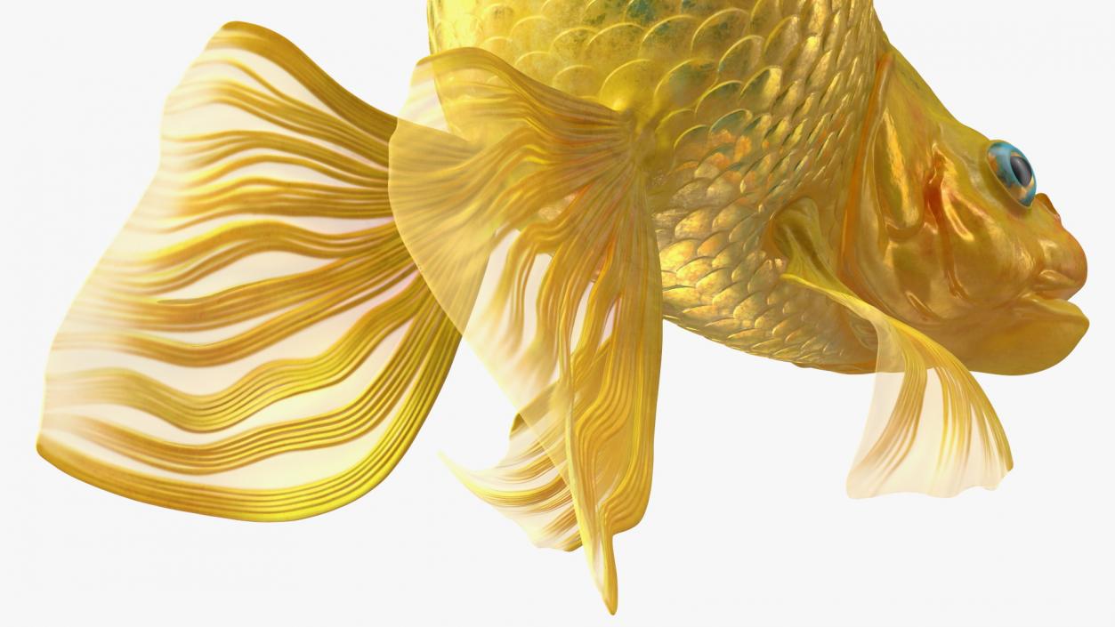 3D Goldfish Swim model