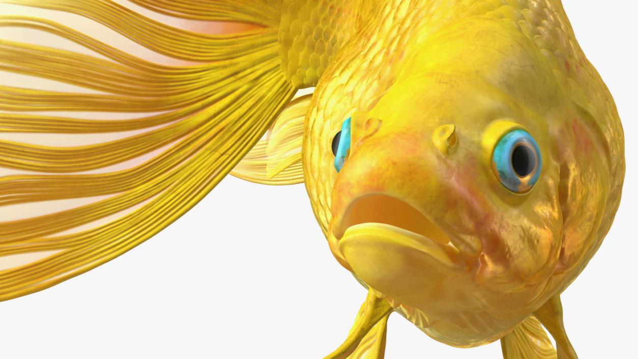 3D Goldfish Swim model