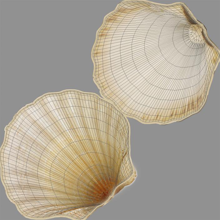 3D Sea Shell 2