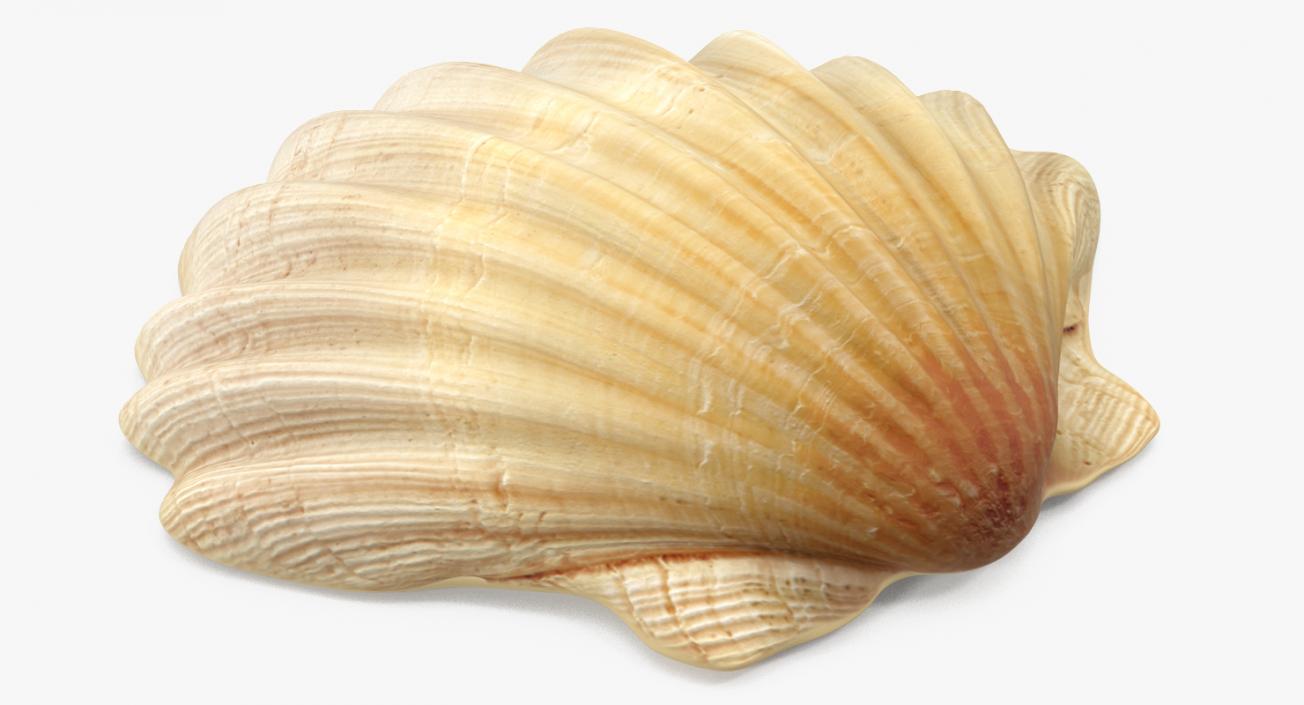 3D Sea Shell 2