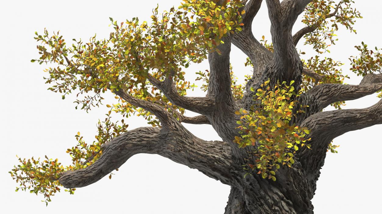 Old Twisted Oak Tree with Leaves 3D