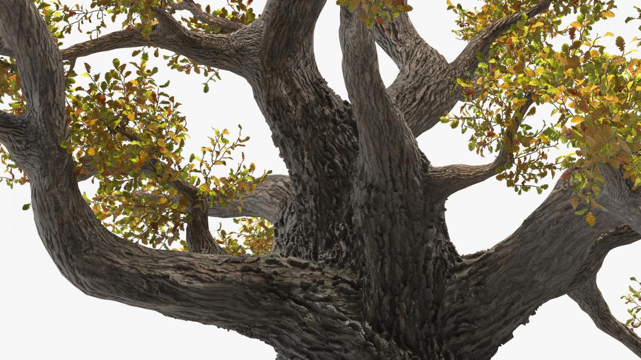 Old Twisted Oak Tree with Leaves 3D
