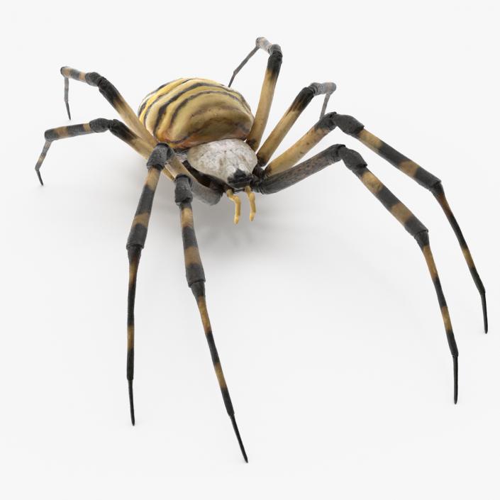 Argiope Trifasciata Spider Rigged for Cinema 4D 3D