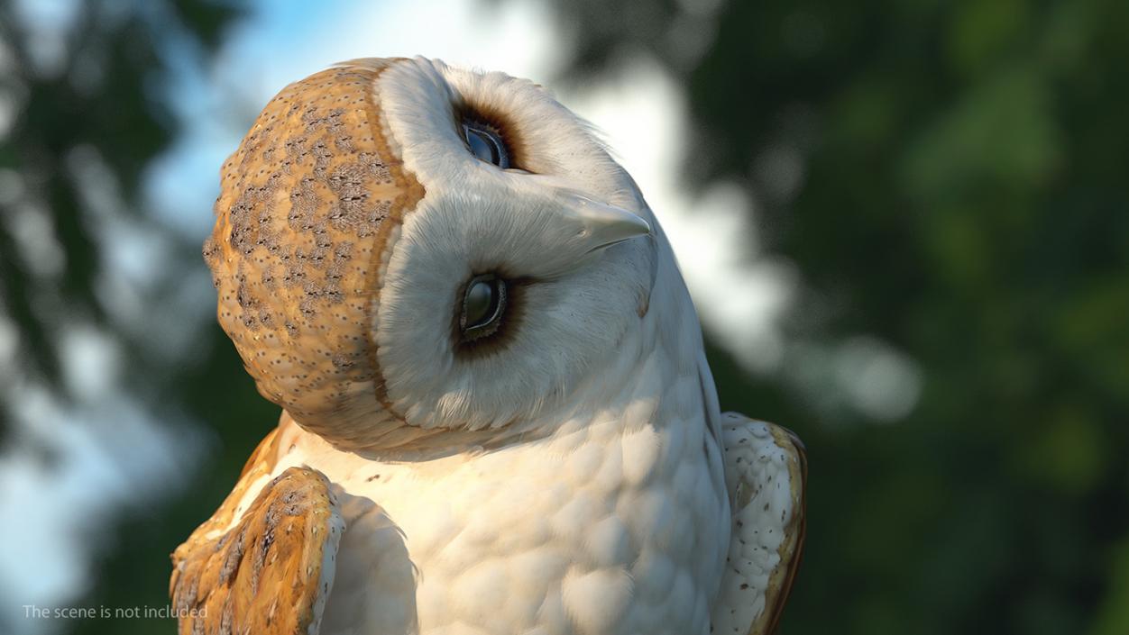 3D model Barn Owl Rigged