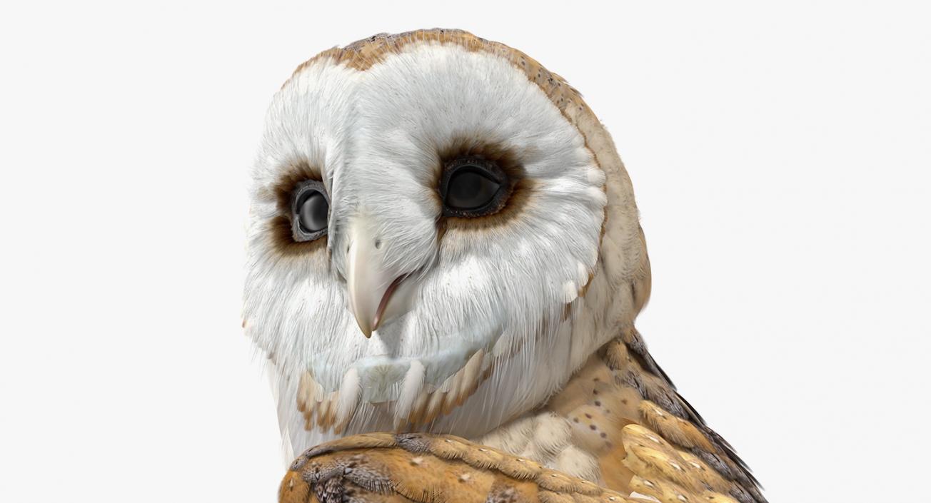 3D model Barn Owl Rigged