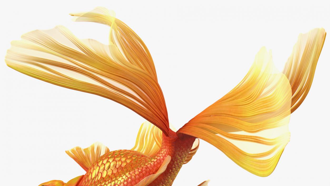 Orange Fancy Fantail Goldfish Swim 3D model