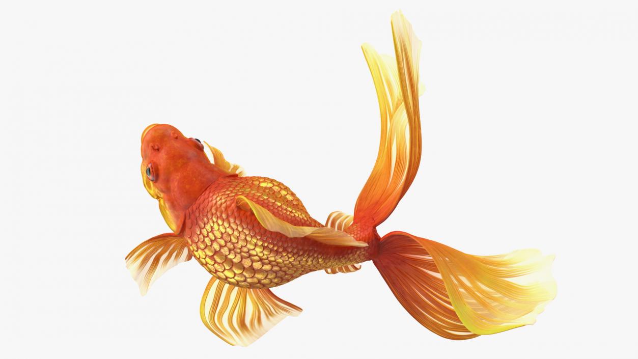 Orange Fancy Fantail Goldfish Swim 3D model