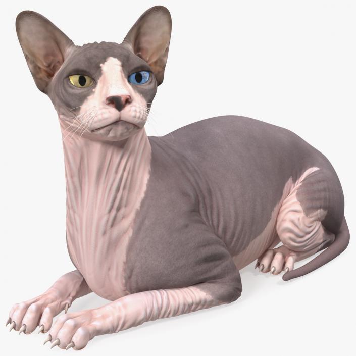 Bicolor Sphynx Cat Lying Pose 3D model