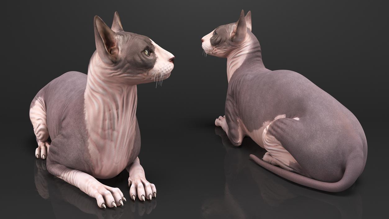 Bicolor Sphynx Cat Lying Pose 3D model