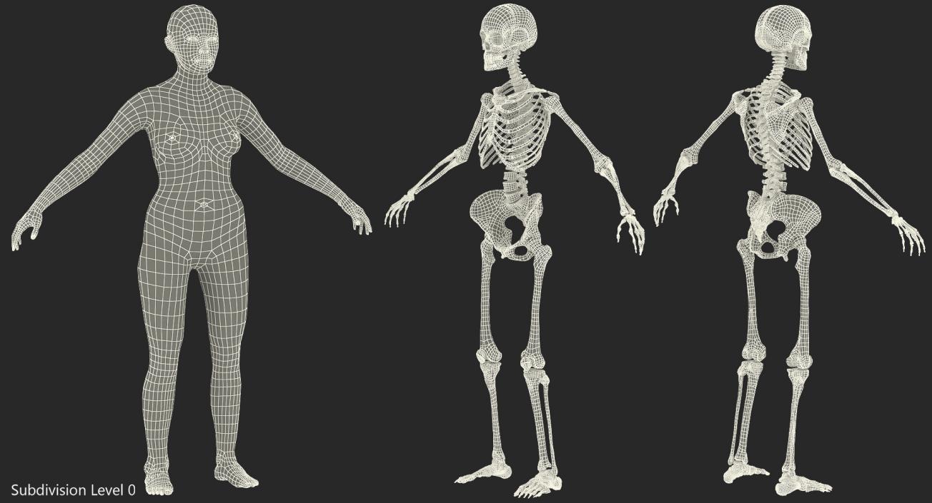 Female Body with Skeleton Rigged 3D