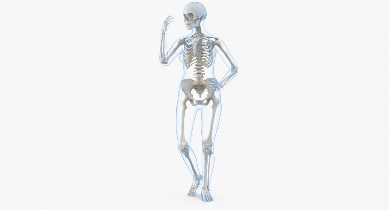 Female Body with Skeleton Rigged 3D