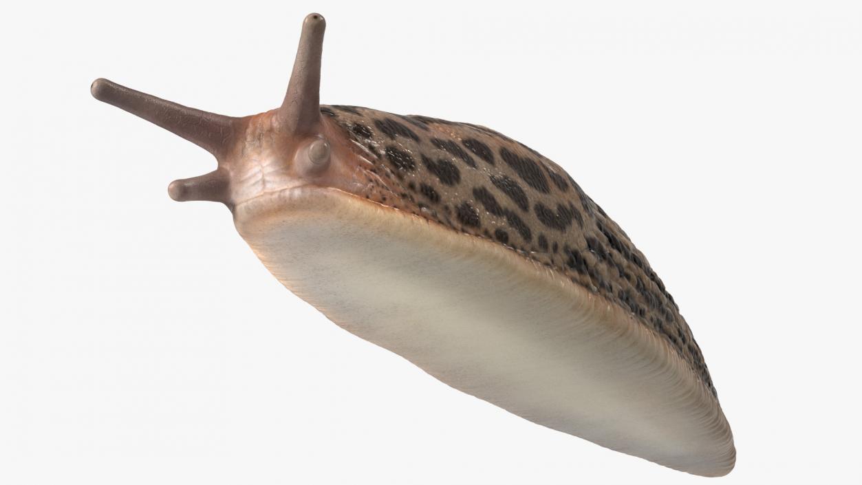 Great Slug Rigged 3D